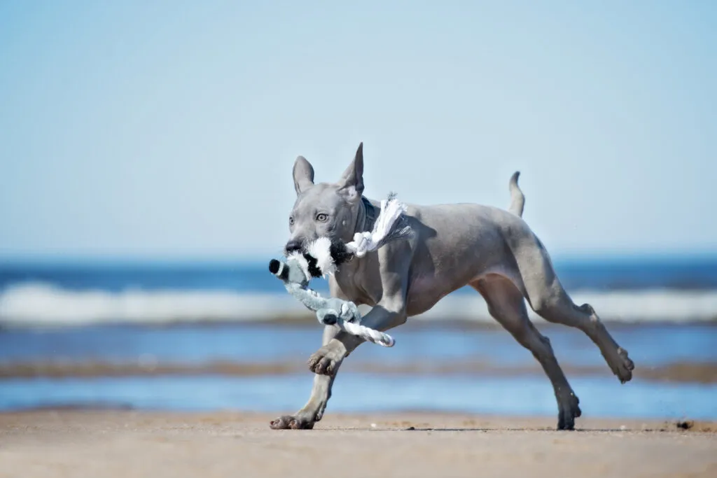 thai ridgeback puppy
