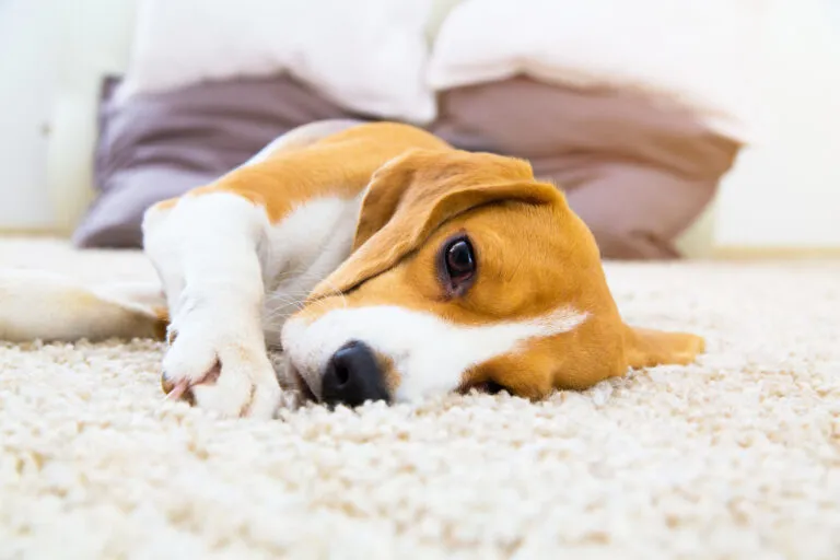 Dog lying down and looking uncomfortable, showing the effects of constipation on overall well-being