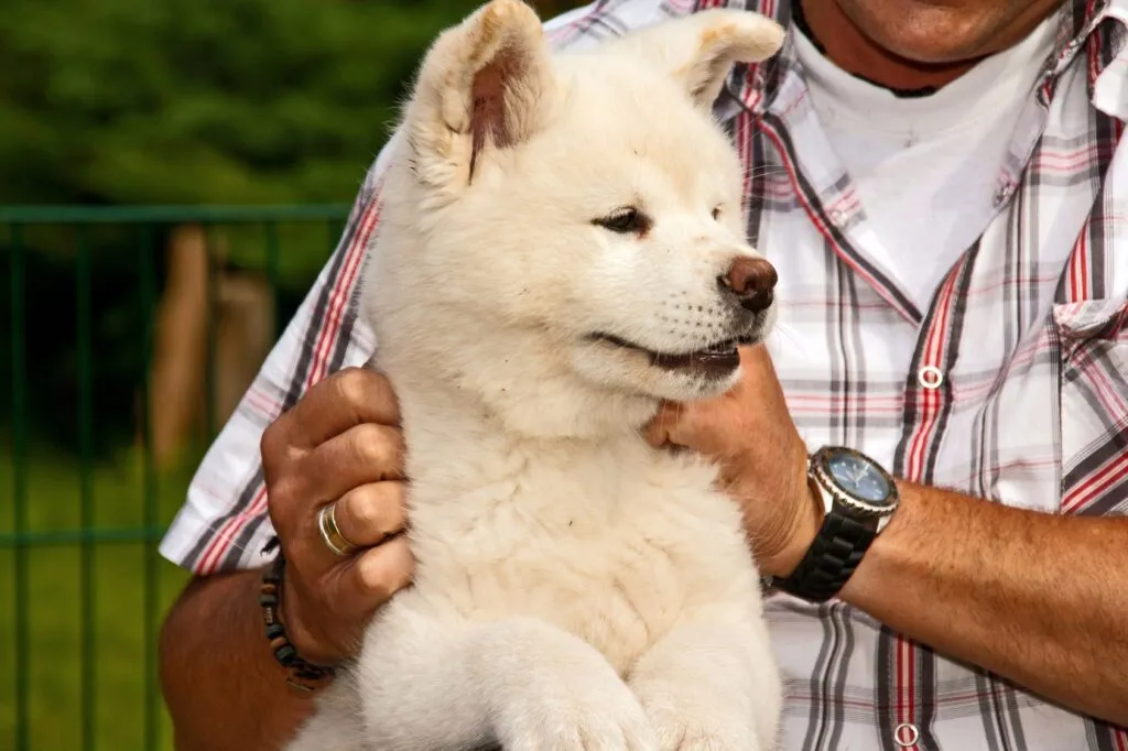 Dog owner and puppy participating in a training exercise at a dog school, guided by an instructor