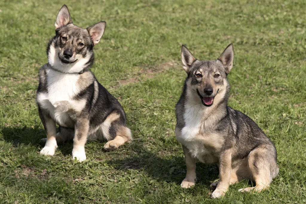 Energetic Swedish Vallhund playing outdoors, a small but strong Nordic herding dog