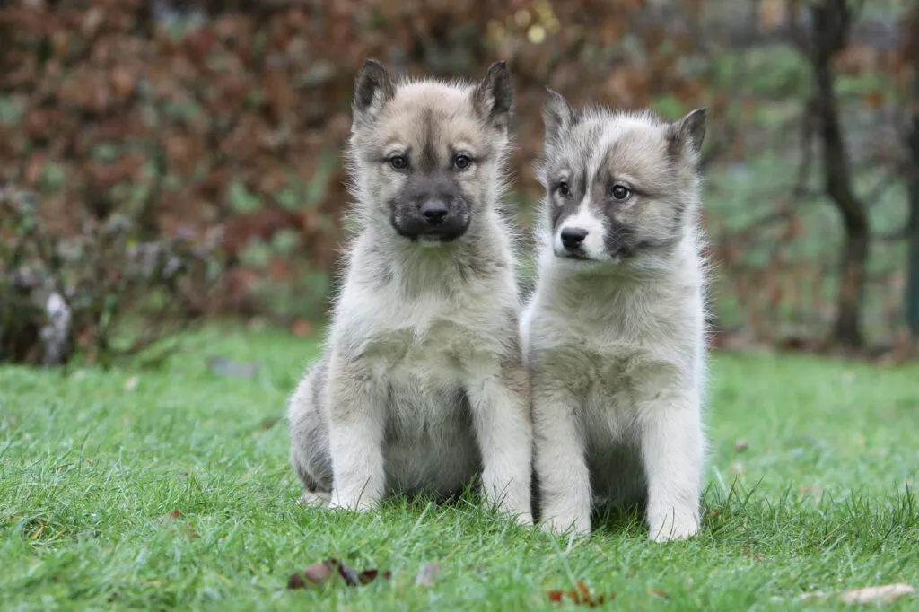 Greenland Dog enjoys running outdoors and active training such as cart pulling, canicross, or long hikes.