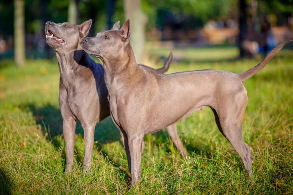 Two Thai Ridgeback dogs