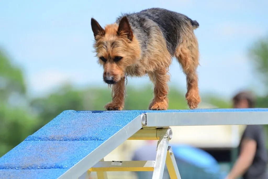 Australian Terrier in an agility course.