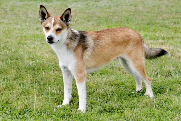 Tri-color coat Norwegian Lundehund on grass.