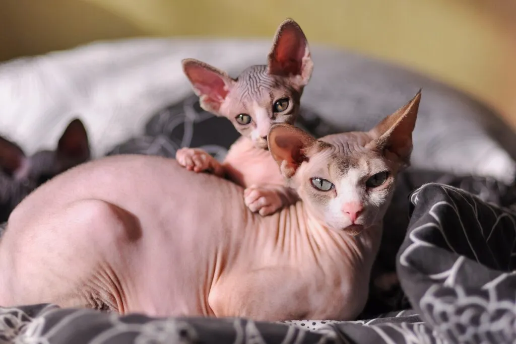 Hairless Sphynx cat, one of the most expensive and debated cat breeds