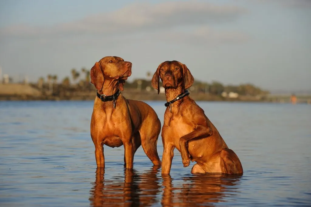 Magyar Vizsla in the water.