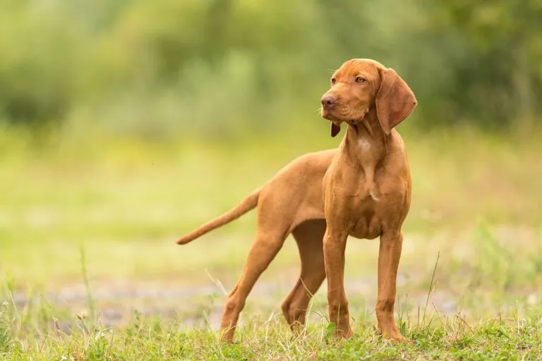Magyar Vizsla, a loyal Hungarian hunting dog.
