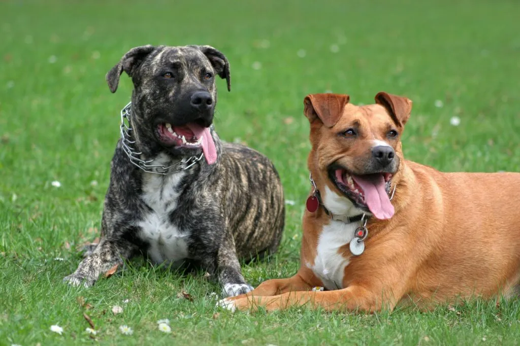 Prong collar as harmful substitute for proper dog training