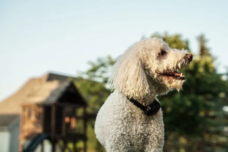 Remote dog training collar not replacing proper training