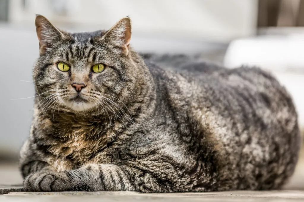 Overweight cat, a common cause of diabetes in cats