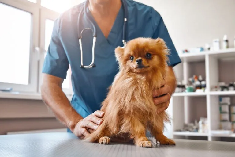 Vet performing a neurological examination on a dog with suspected epilepsy