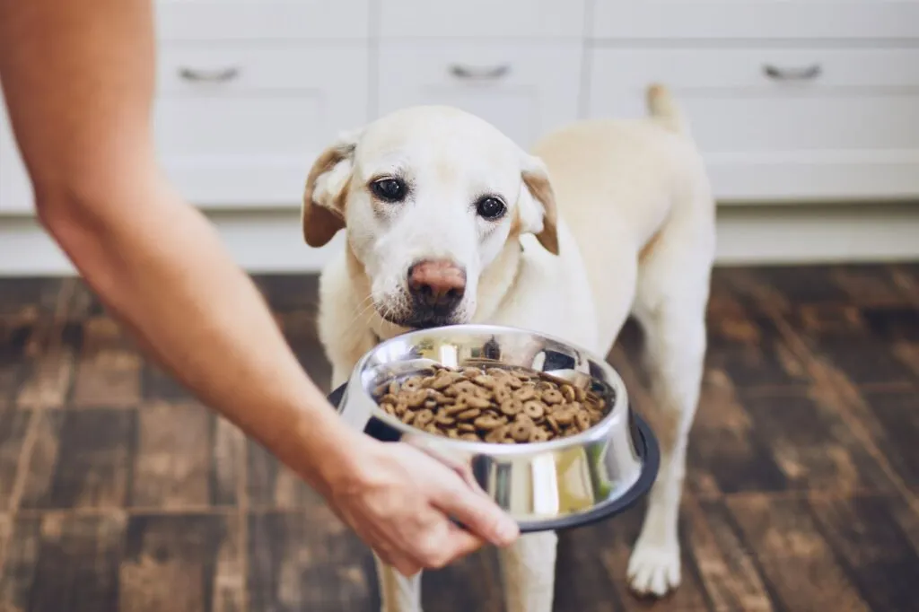 Dog eating after diarrhoea, a common issue in dogs that can require care and attention from owners