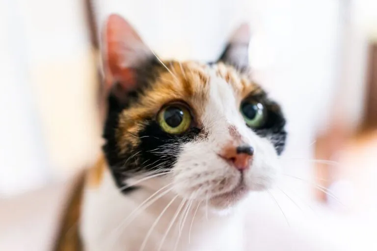cat with feline acne