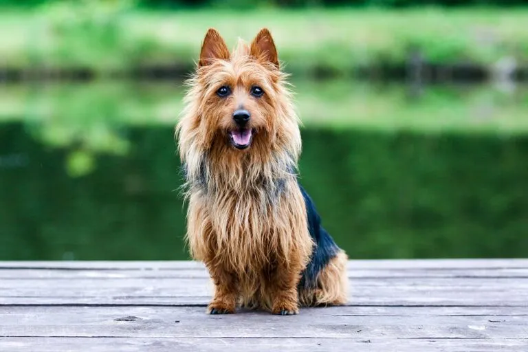 Energetic Australian Terrier outdoors.