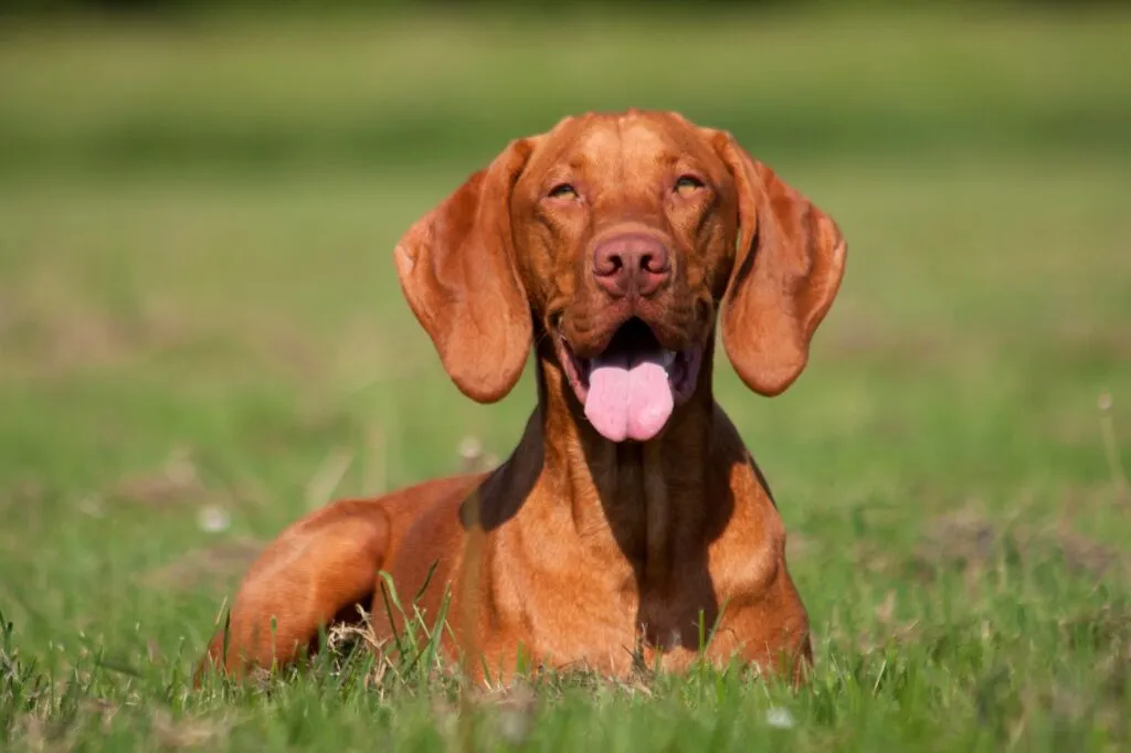 Magyar Vizsla enjoying outdoor exercise and dog sports.