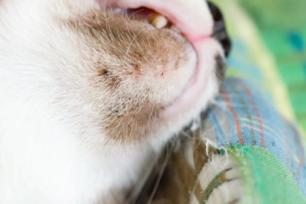 Close up of feline acne