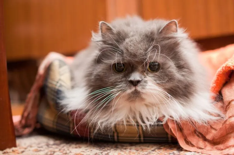 Cat showing signs of memory loss from cognitive dysfunction