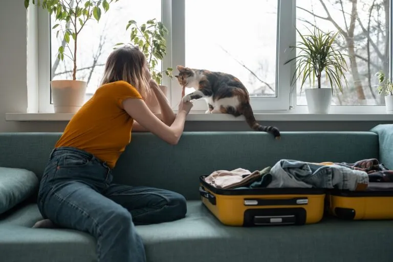 Cat cared for in a boarding kennel during owner’s holiday