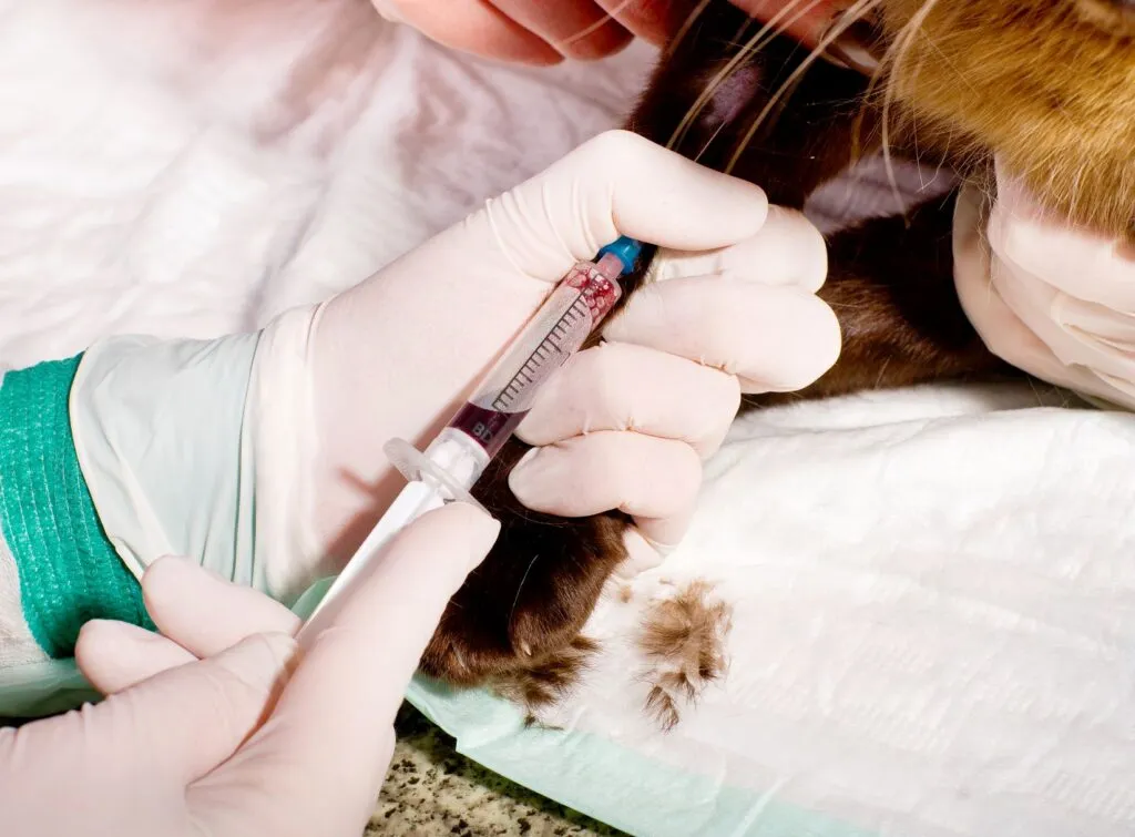 Veterinarian taking a blood sample from a cat to diagnose diabetes