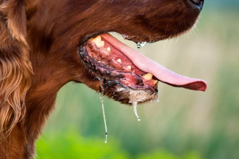 Dog showing salivation and difficulty swallowing as symptoms of rabies