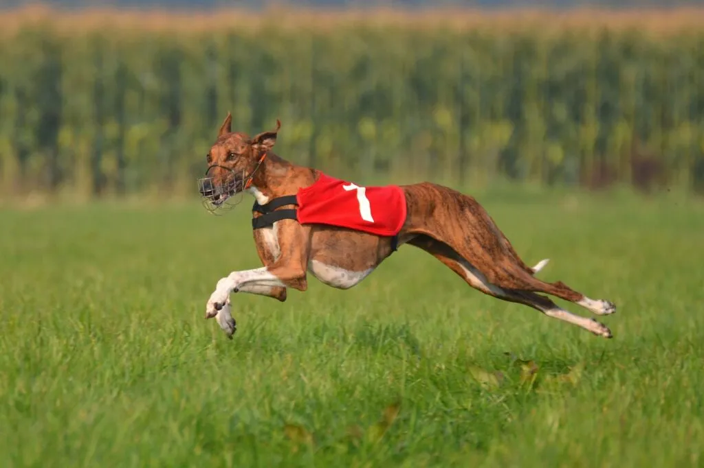 Azawakh sighthound resting, a breed with special health needs