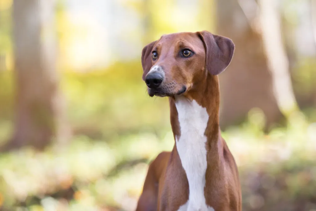 Azawakh sighthound, ancient hunting and guarding dog of the Tuareg