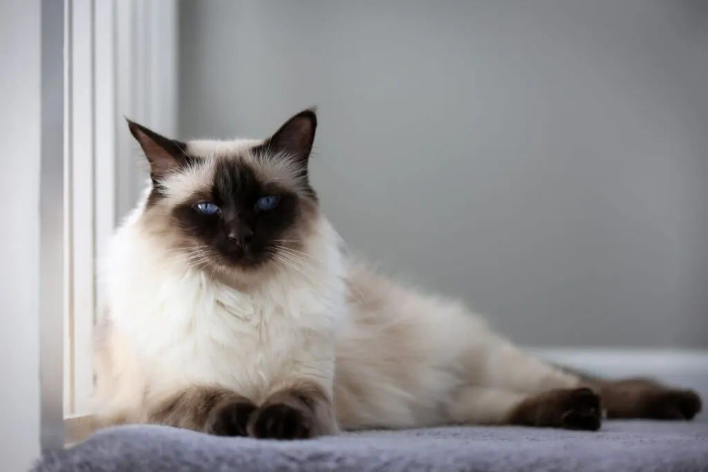 Balinese cat, long-haired Siamese breed with high price
