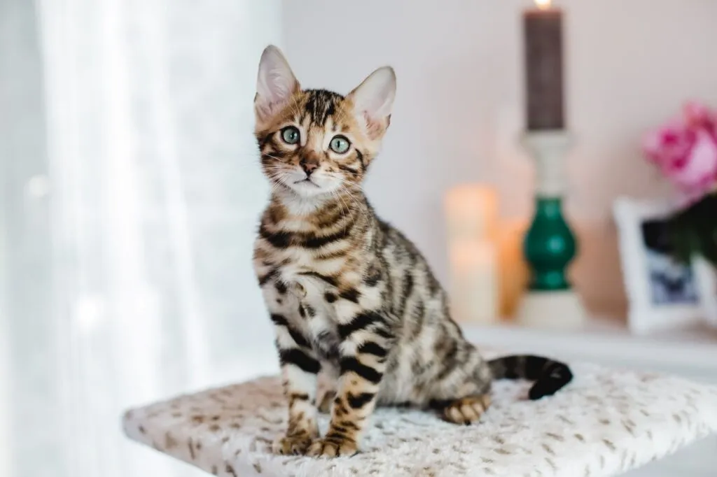 Bengal cat with wild appearance, an exotic and expensive breed