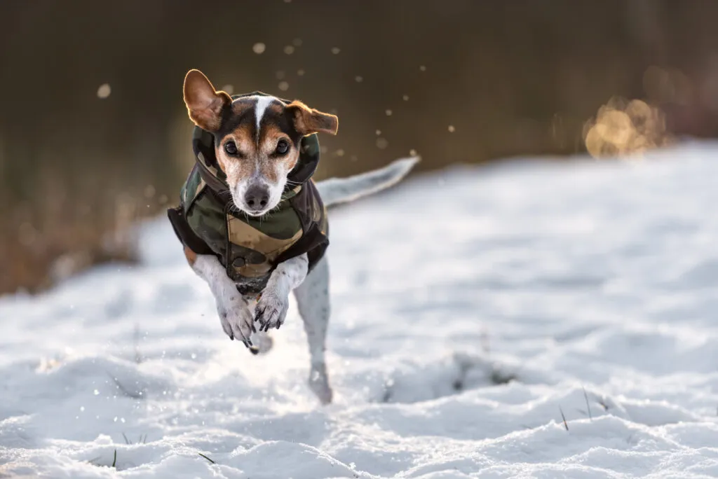 Small dog in a jacket running through snow, showing signs of hypothermia.