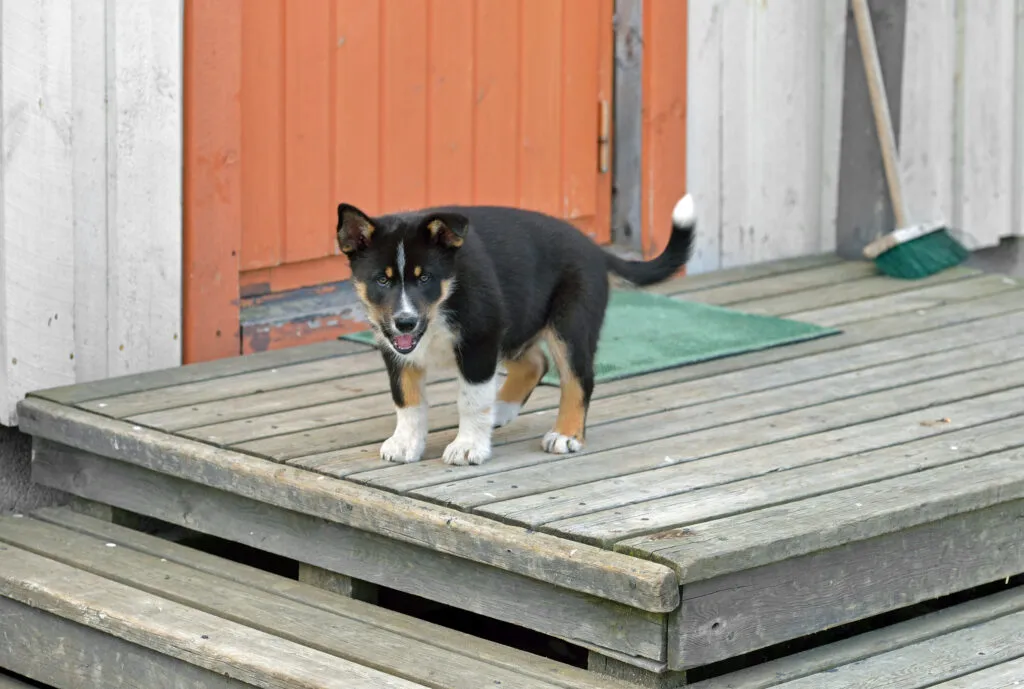 Lapponian Reindeer Dog enjoying outdoor activities like running and hiking