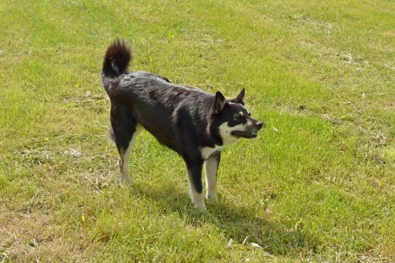 Lapponian Reindeer Dog with erect ears, curved tail and black-grey coat with white markings