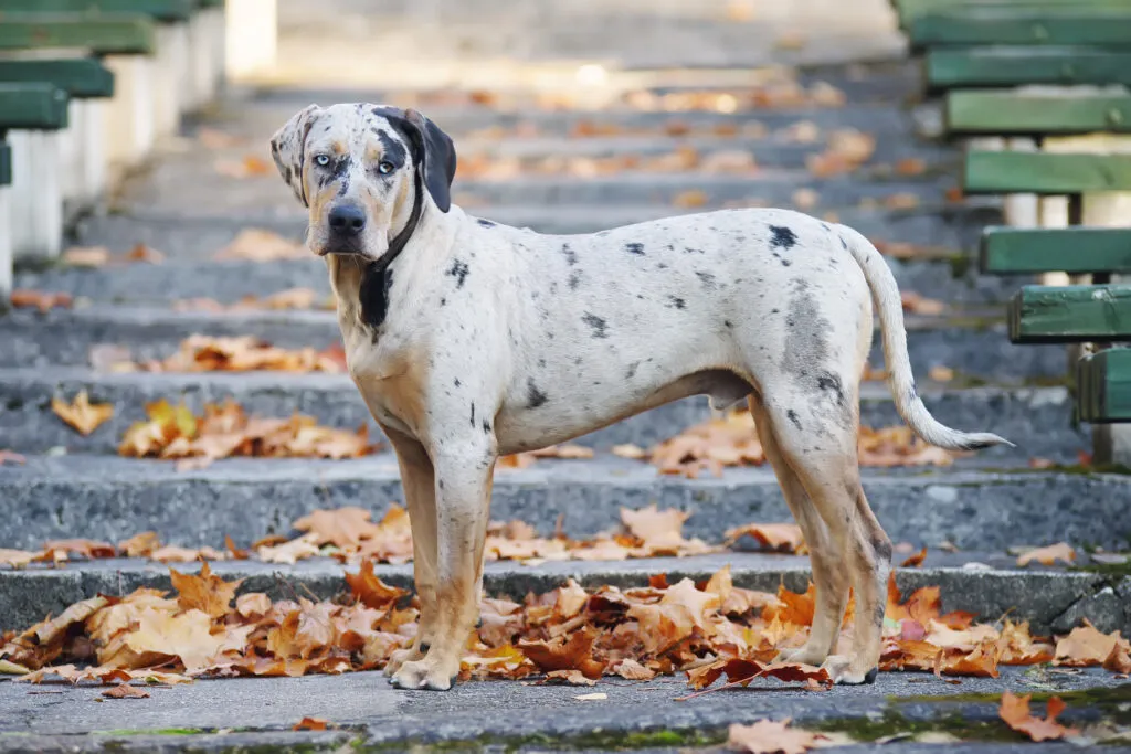 Red Catahoula Leopard Dog Mix Catahoula Leopard Dog Dog Breed | UKPets