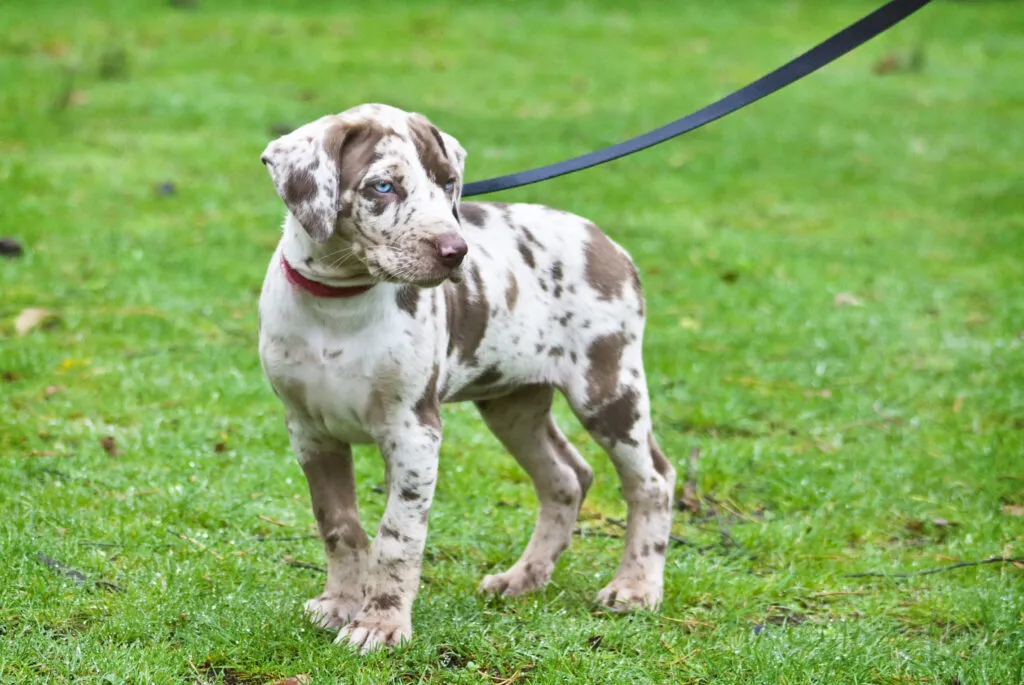 Louisiana Catahoula Leopard Dog