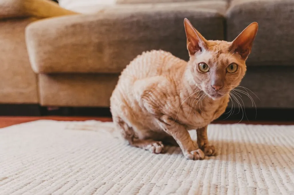 Peterbald cat, rare breed in Europe with high price
