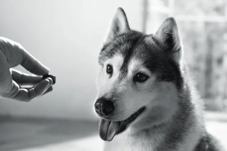 Artistic black and white concept photo of a Husky