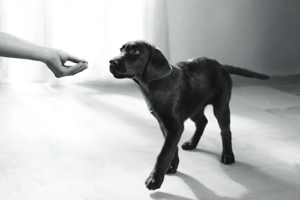 Concept black and white picture of puppy getting a treat