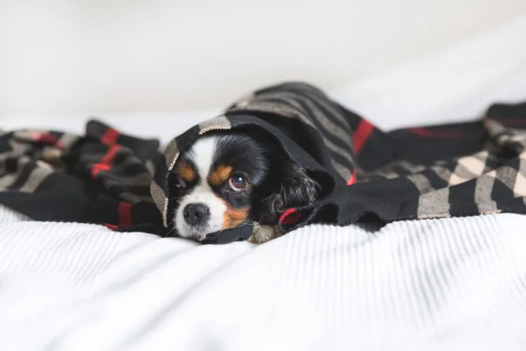 Small dog covered with a blanket to prevent hypothermia.