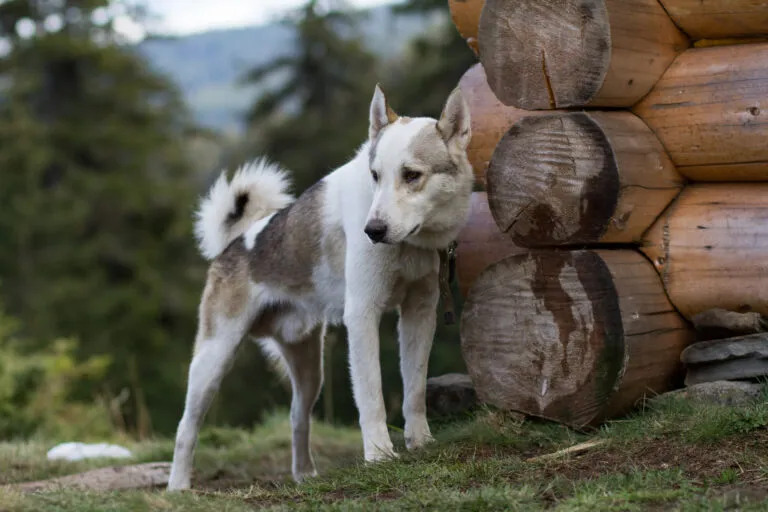 West Siberian Laika