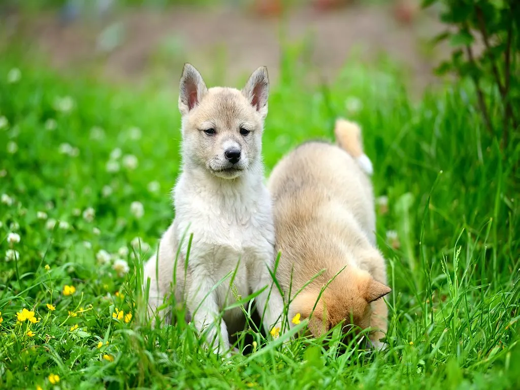 West Siberian Laika puppy