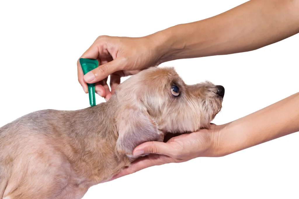 Preventing anaplasmosis in dogs using tick protection products