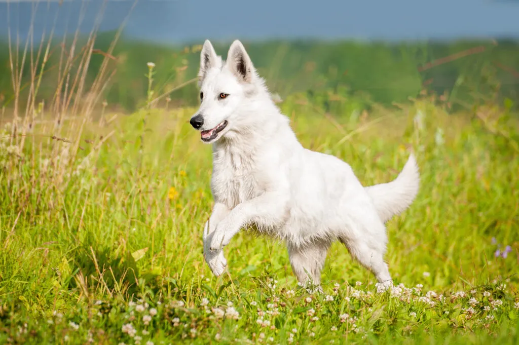 White Swiss Shepherd dog, officially recognised as a breed by the FCI in 2011