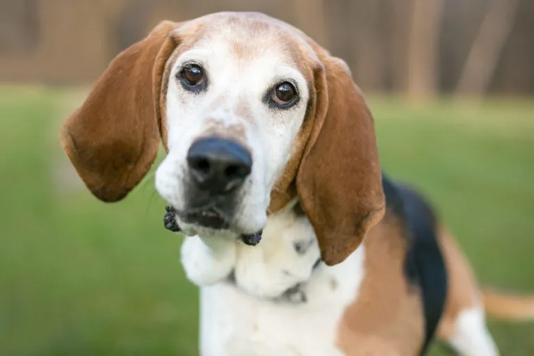 English Foxhound standing in a field.