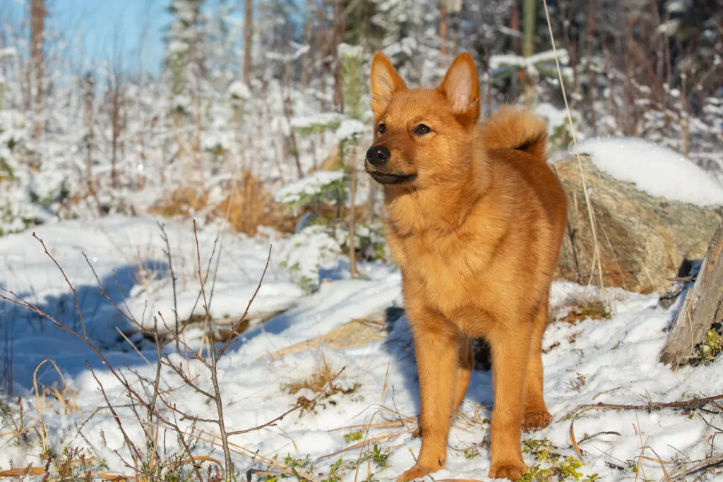 young Finnish Spitz