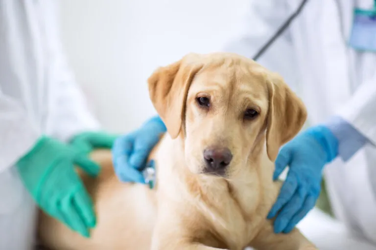 Diarrhoea, a common health issue most dogs experience during their life