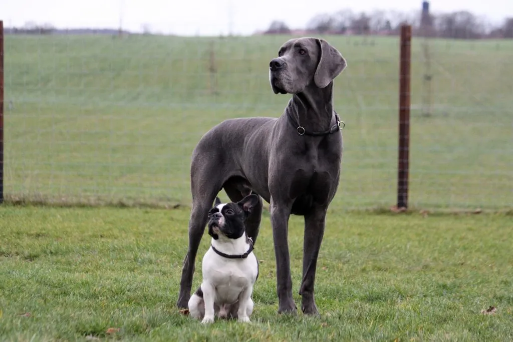 Two dogs being trained together with careful timing and hierarchy management