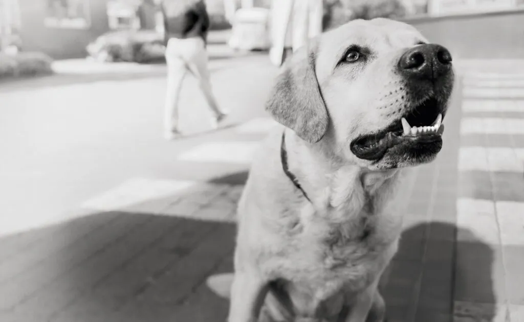 Dog waiting for owner to give him a treat