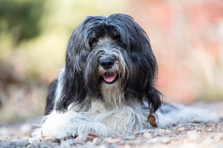 A Polski Owczarek Nizinny standing attentively, showcasing its intelligence and strong bond with its family