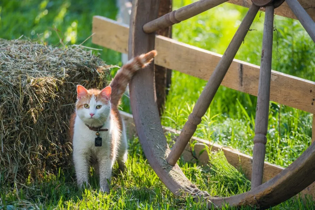 Cat wearing a bell collar, sensitive to sound.