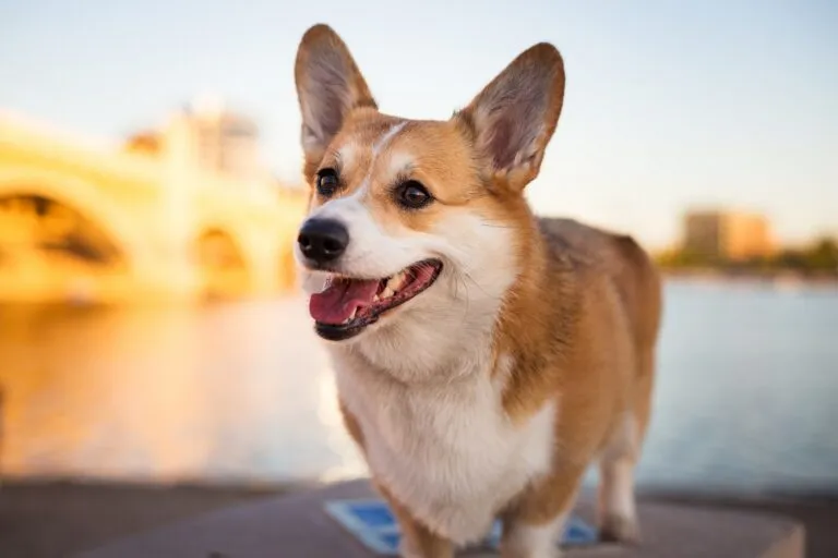 Welsh Corgi Pembroke with short legs
