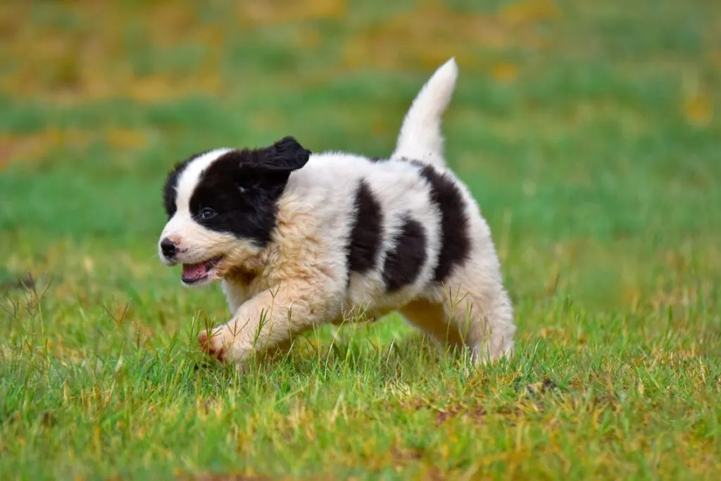 Landseer puppy from a breeder. Landseer puppy sitting on grass, looking curious and playful.